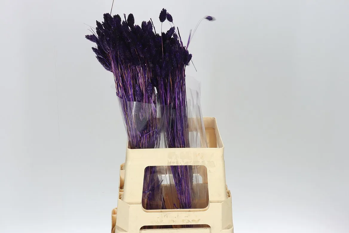 Dried Phalaris Purple • 65 cm