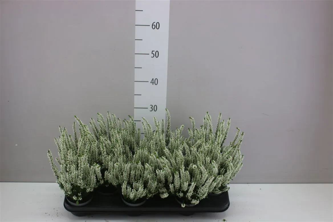 Calluna Beauty Ladies Wit • črepník 9,5 cm