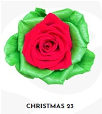Ruža farbená Xmas 23, Ekvádor • 50 cm