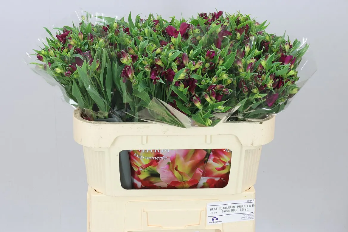 Alstroméria Charm Purple • 70 cm