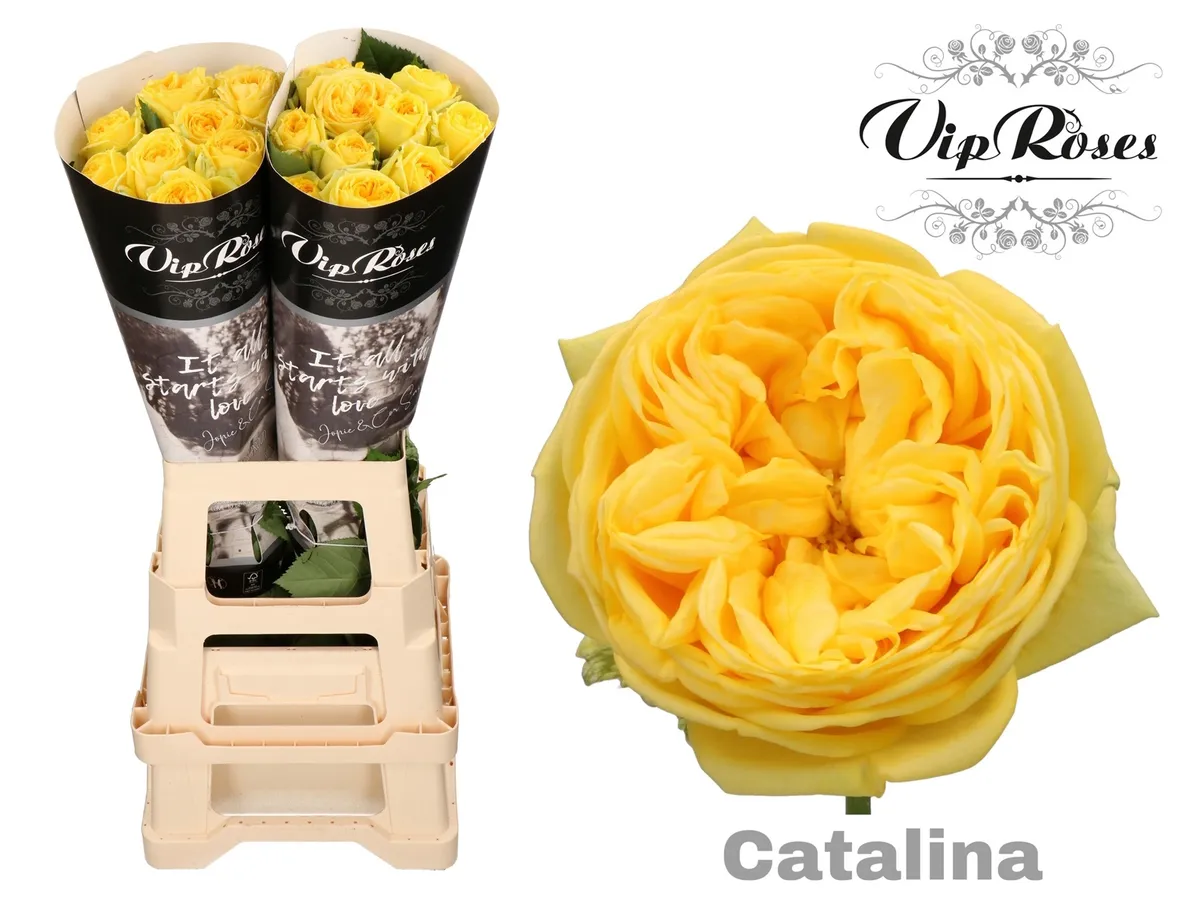 R Gr Catalina X20 • 70 cm