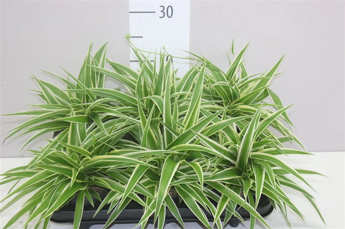 Chlorophytum Co Ocean A2 • črepník 12 cm