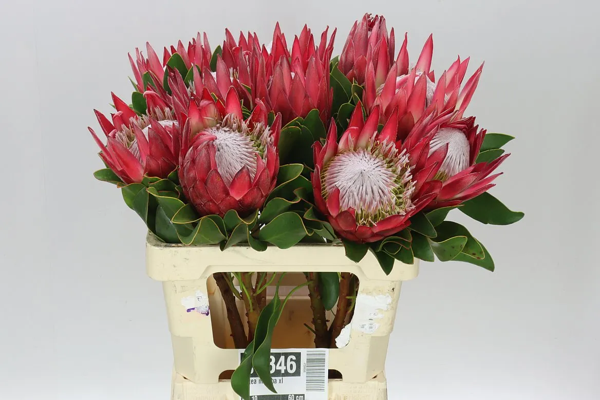 Protea Madiba • 60 cm