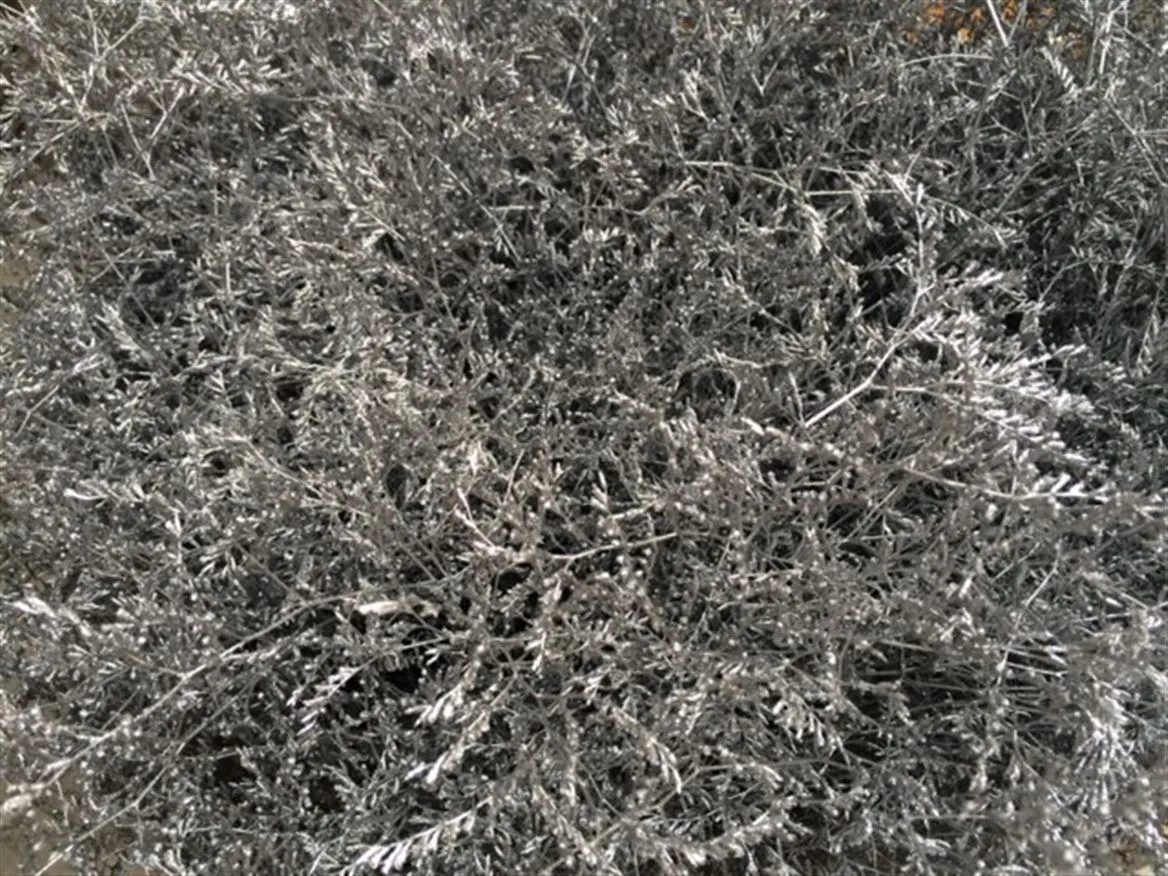 Limónium Beltaard Silver • 80 cm