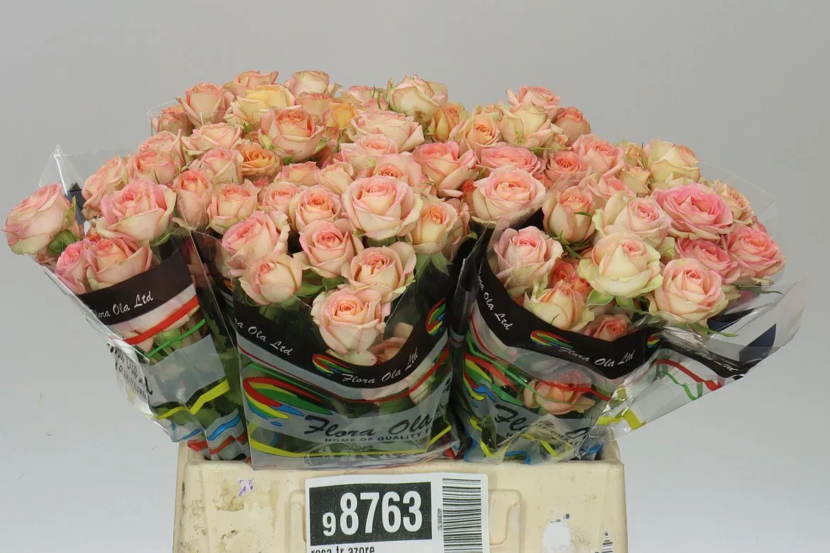 Rosa Tr Azore X5 • 40 cm