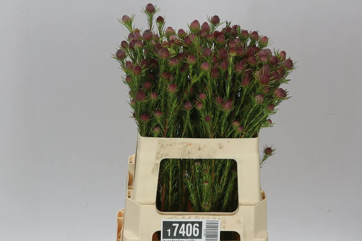 Leucadendron Jubilee Crown Spray • 60 cm