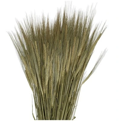 Sušený jačmeň hnedý 50 cm