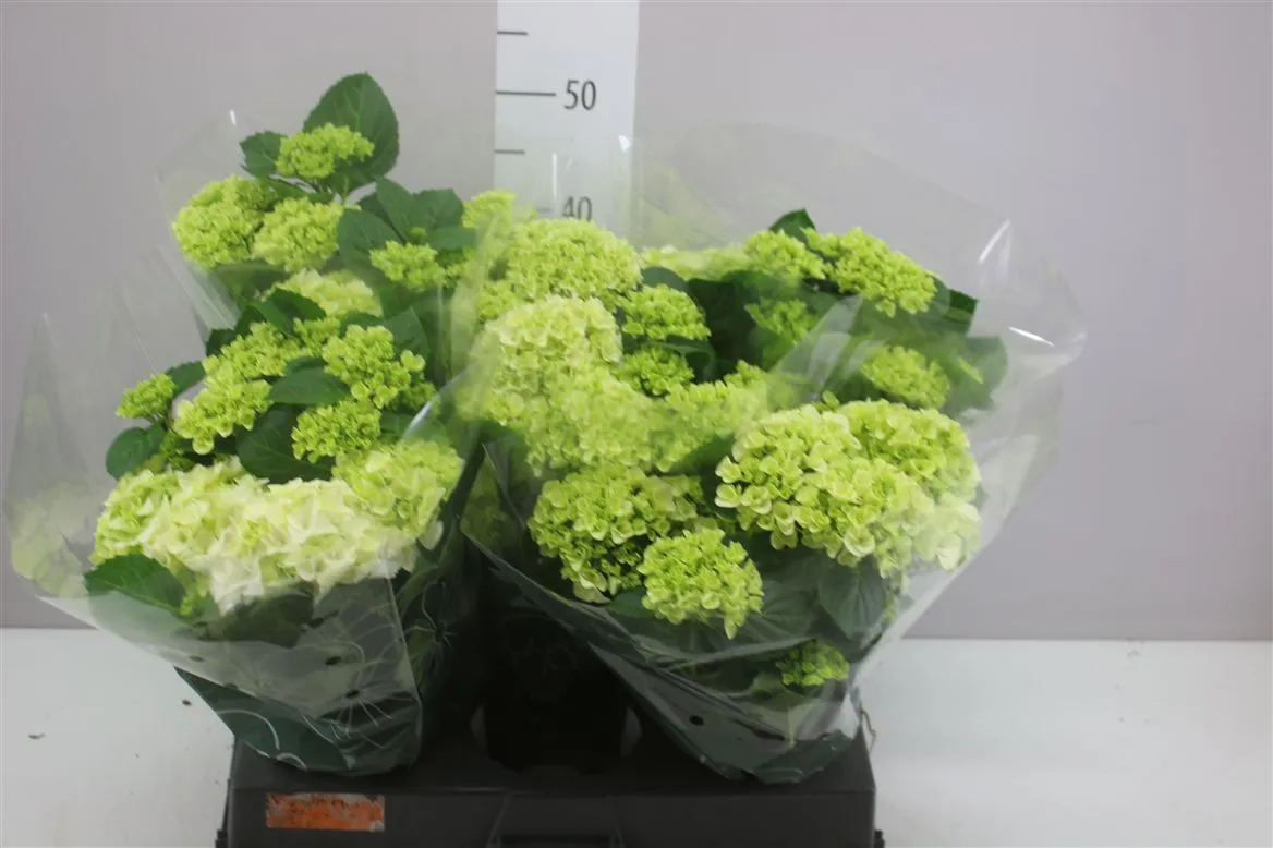 Hydrangea Hi White Sun 5+ • črepník 14 cm