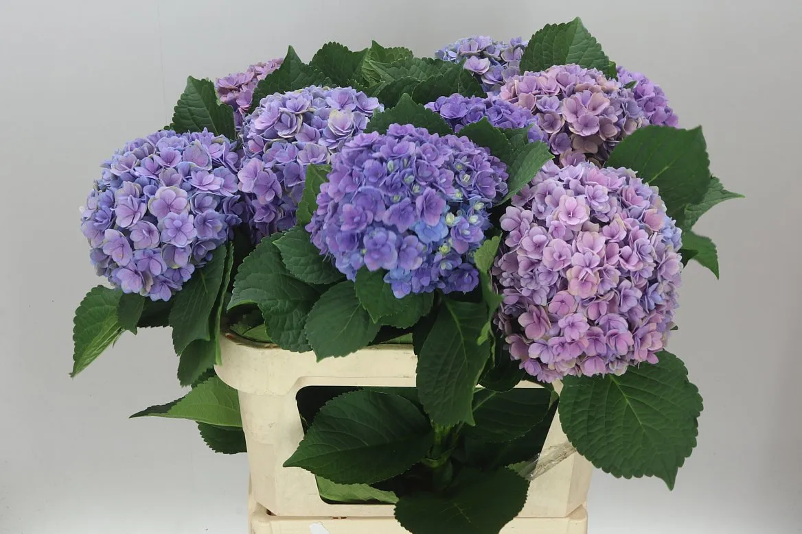 Hyd Majestic Lilac • 80 cm