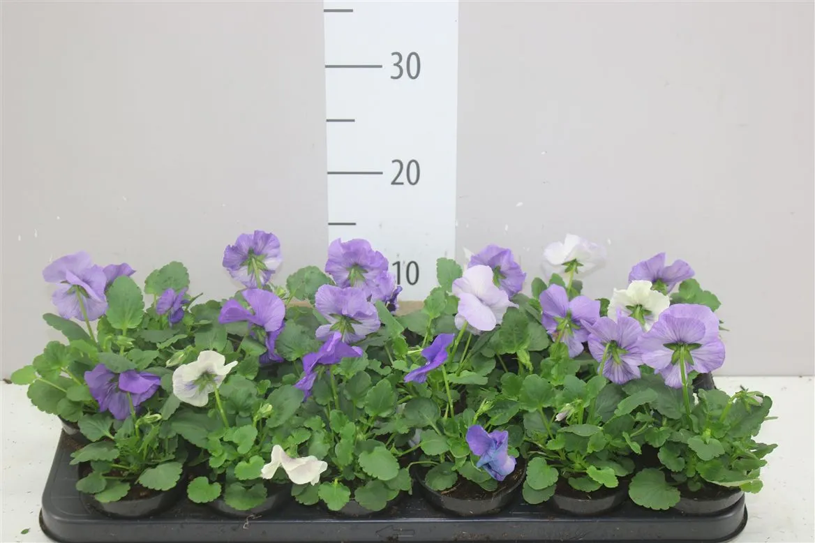 Viola Wi Delta F1 Lavender Surprise • črepník 9 cm