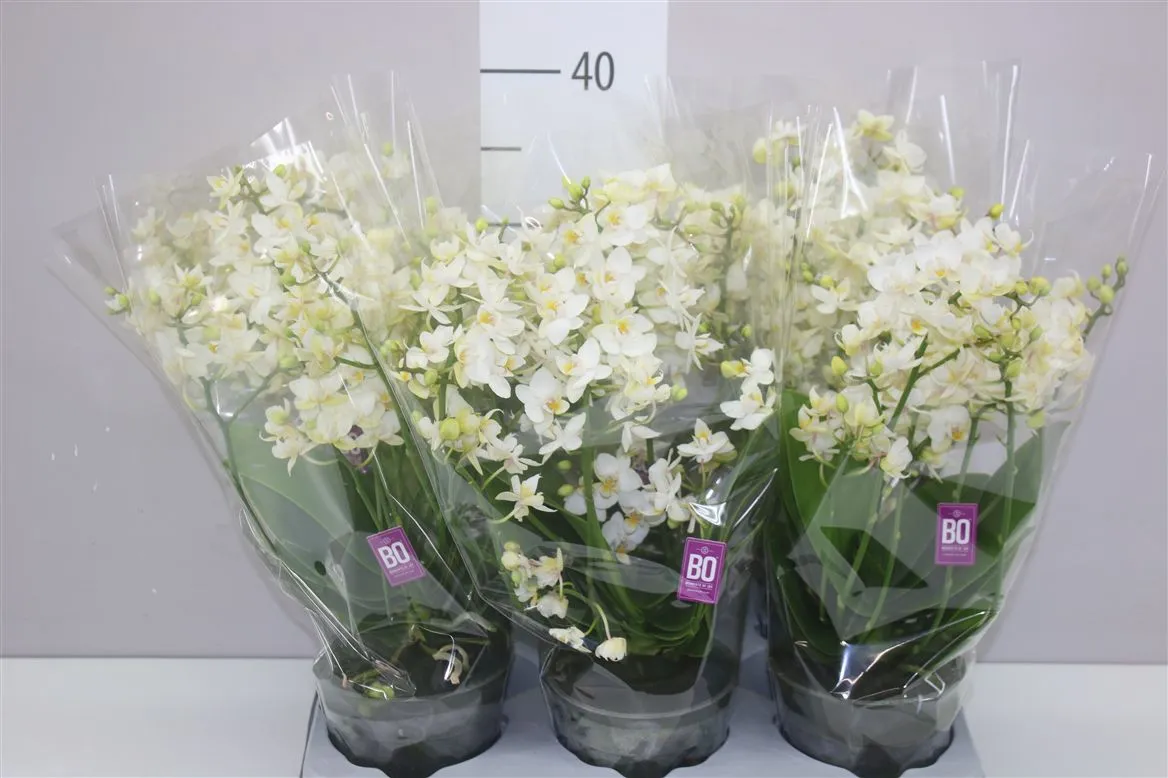 Orchidea Phalaenopsis Mtfl biela Wild, 4 až 6 výhonov • črepník 12 cm