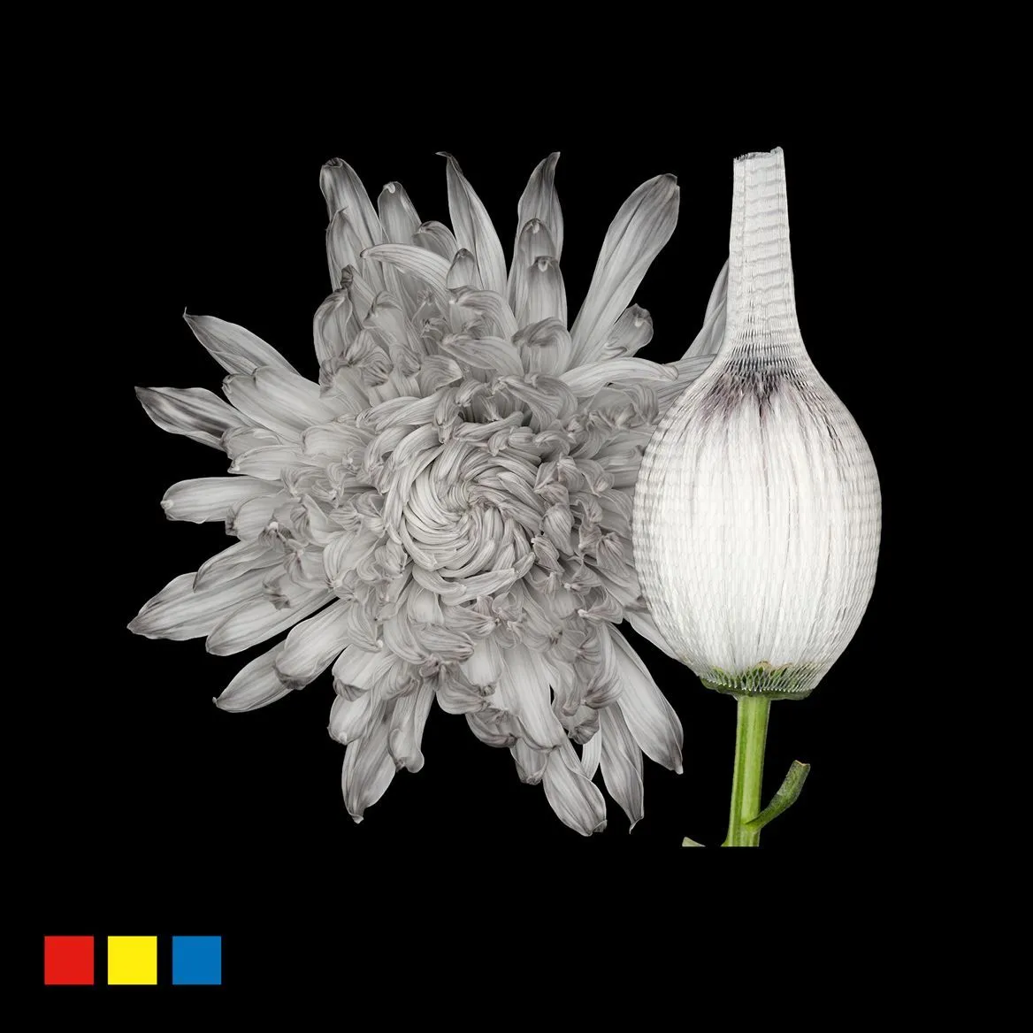 Chryzantéma veľkokvetá Stravina Grey • 70 cm