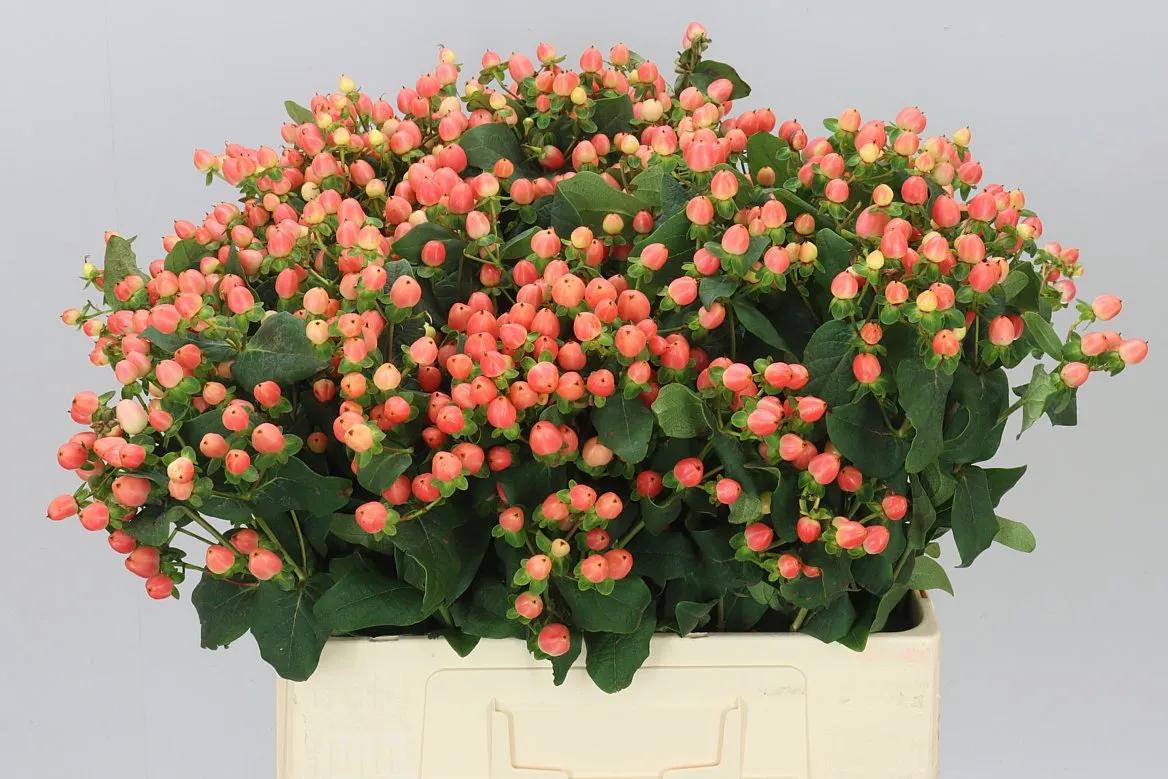 Hyperikum Mag Royal Princess • 60 cm
