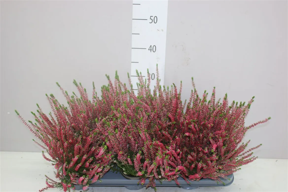 Calluna Beauty Ladies Rood • črepník 9,5 cm