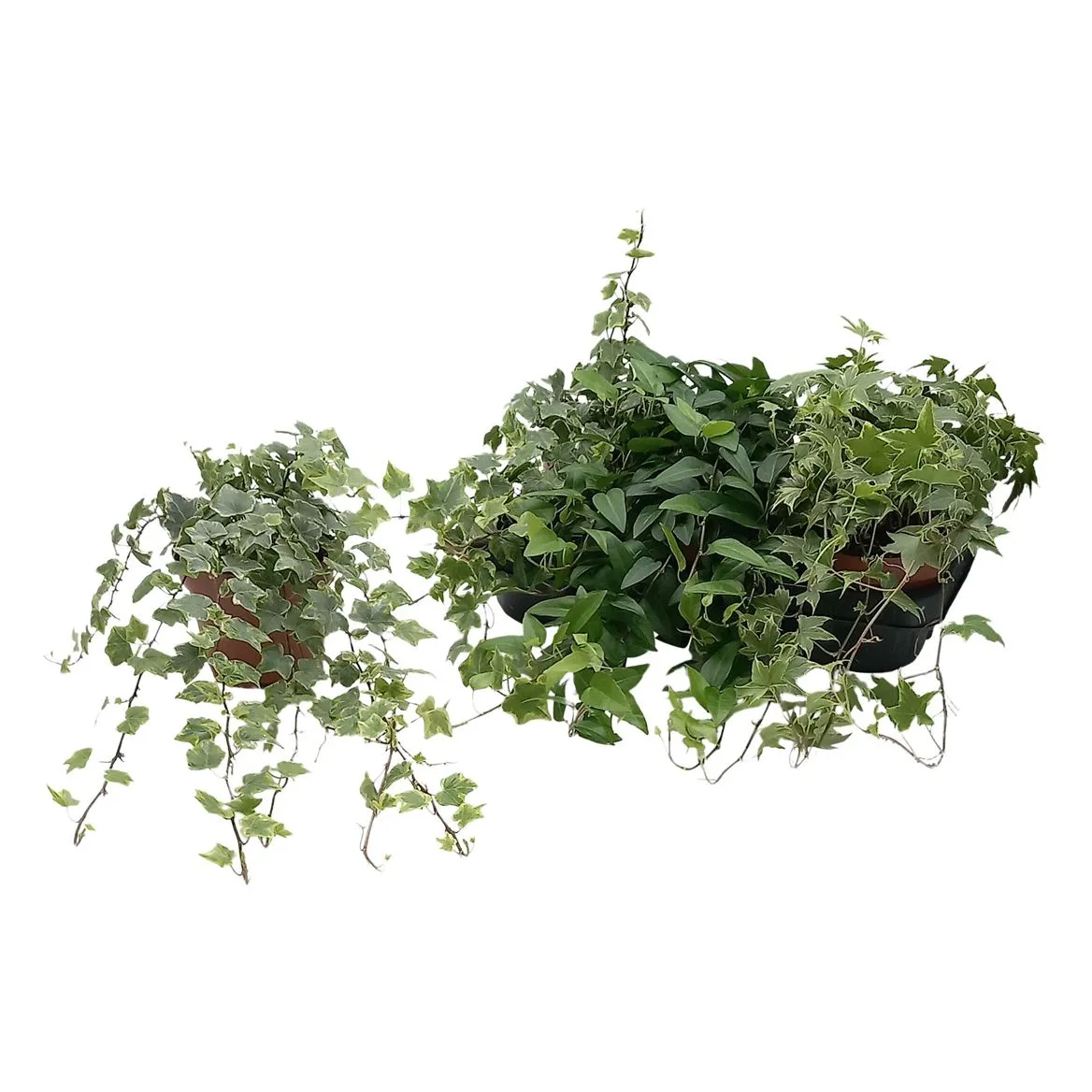 Hedera He Gemengd • črepník 13 cm