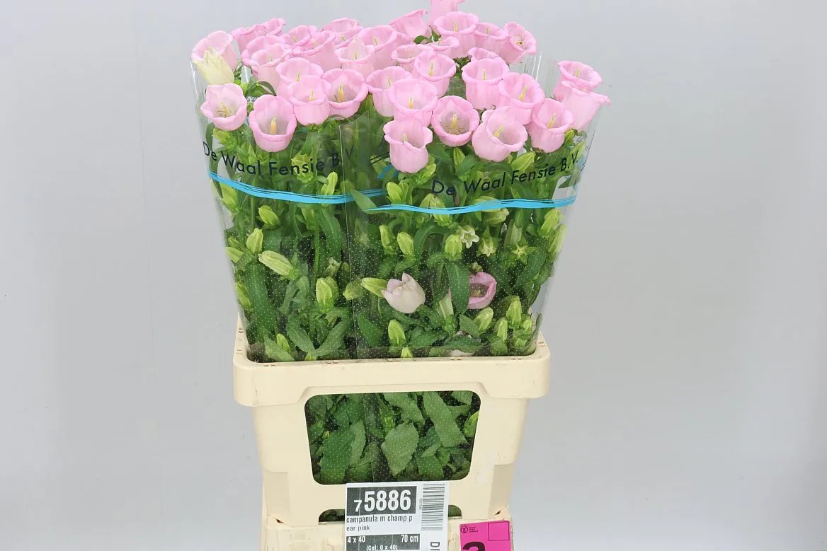 Campanula M Champ Pear Pink • 70 cm