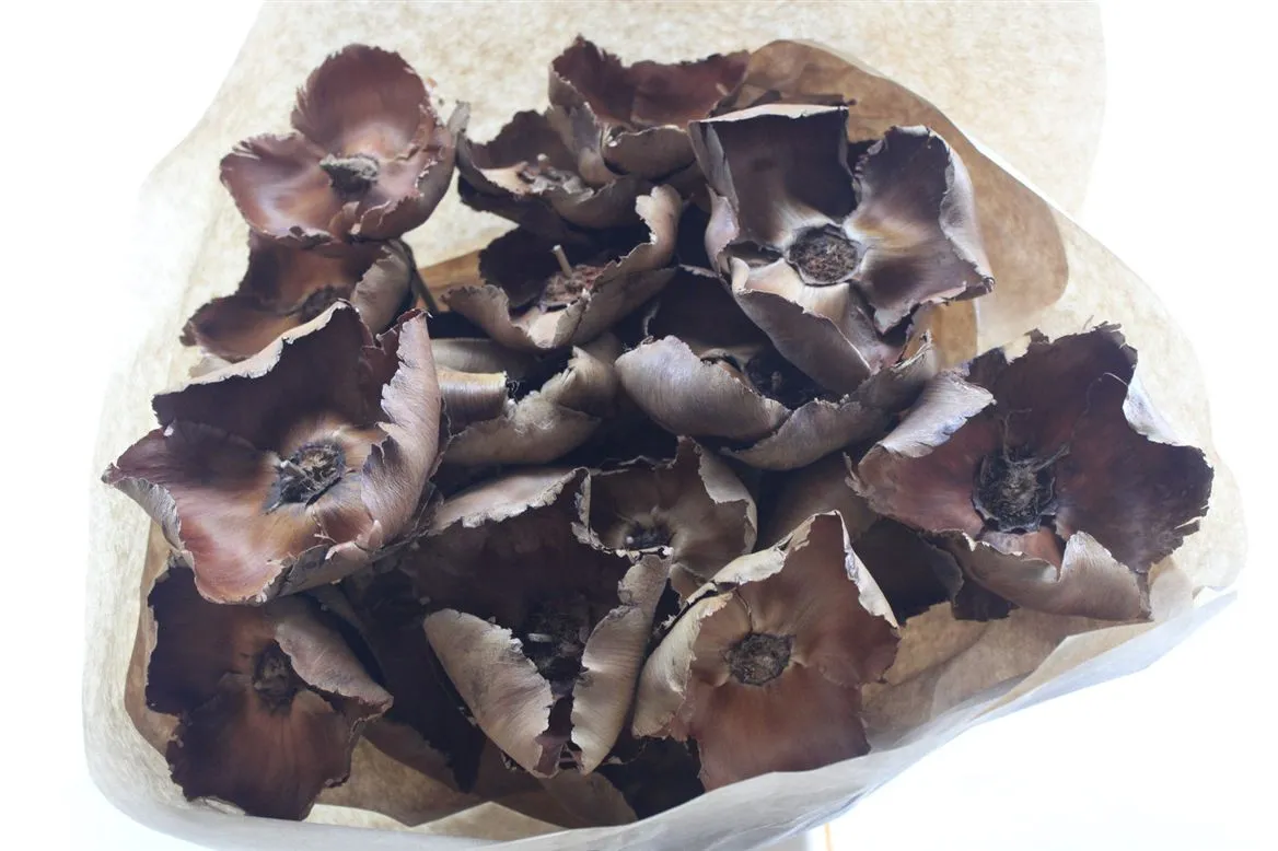 Palmcup Natuur X25, sušené • 50 cm