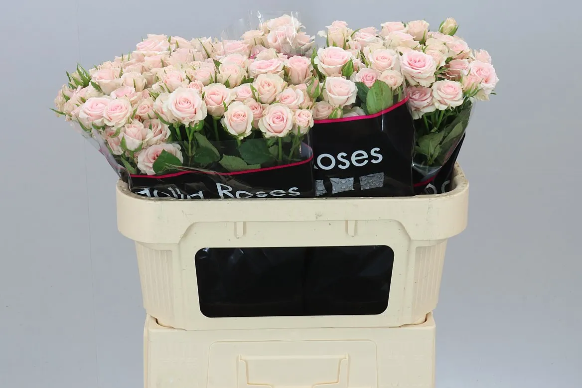 Rosa Tr Sweet Porcelina • 70 cm