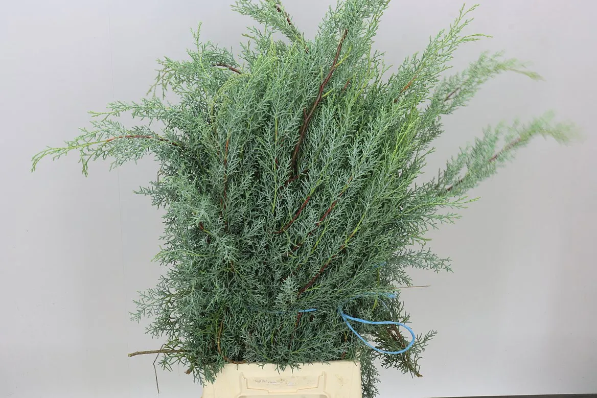 Cyprus Green • 65 cm