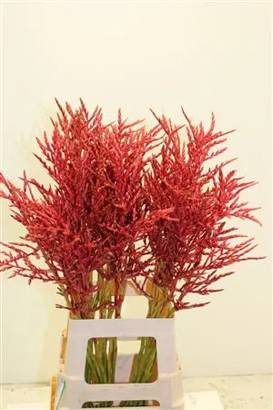 Bromeliabloem Red Paloma • 80 cm