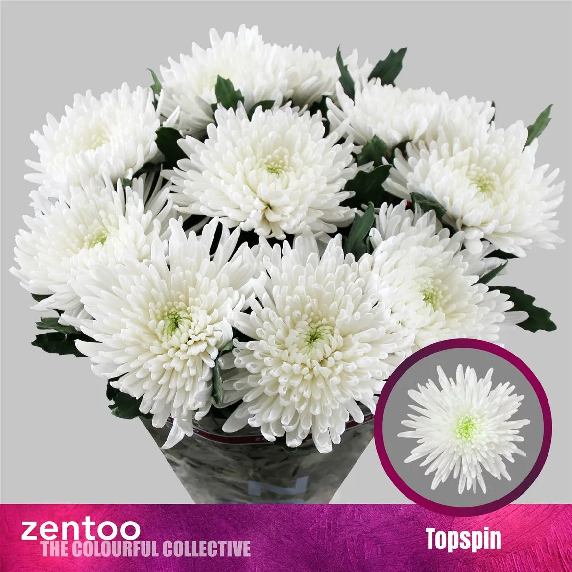 Chr G Topspin • 70 cm