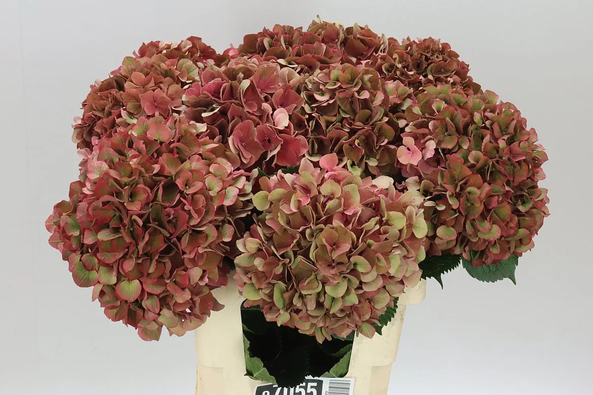 Hortenzia Ruby Pink Classic • 60 cm
