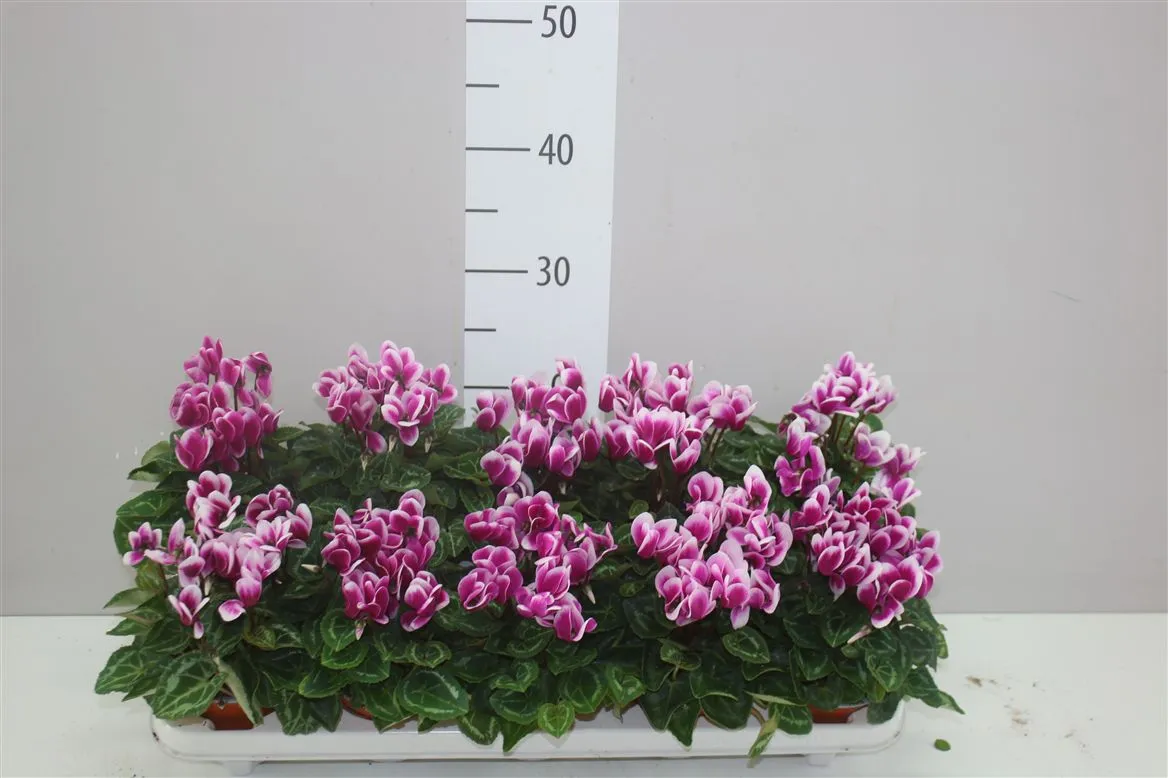 Cyclamen Kl Super Carino Paars Wit • črepník 10,5 cm