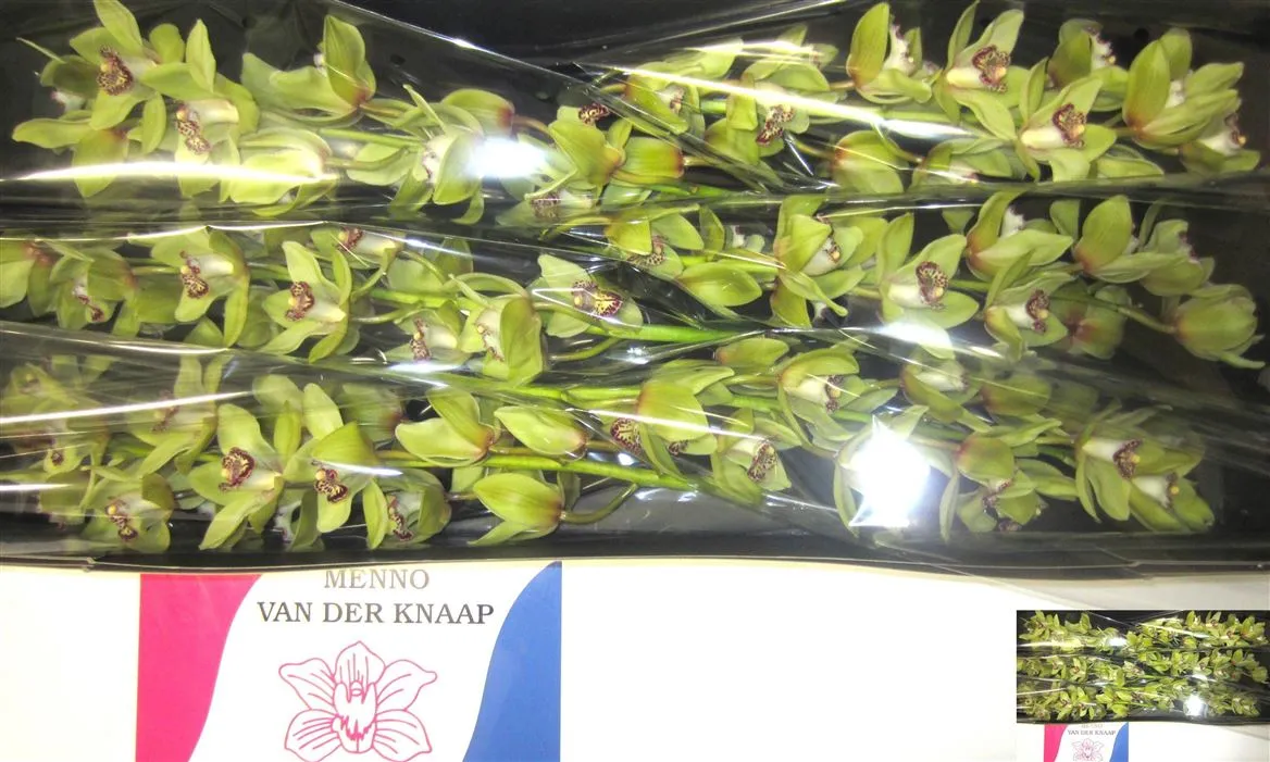 Orchidea Cymbidium Saffier, celá stonka • 80 cm