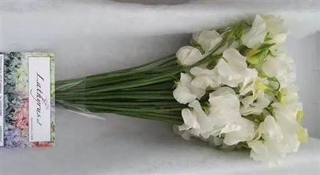 Lathyrus White Box • 35 cm