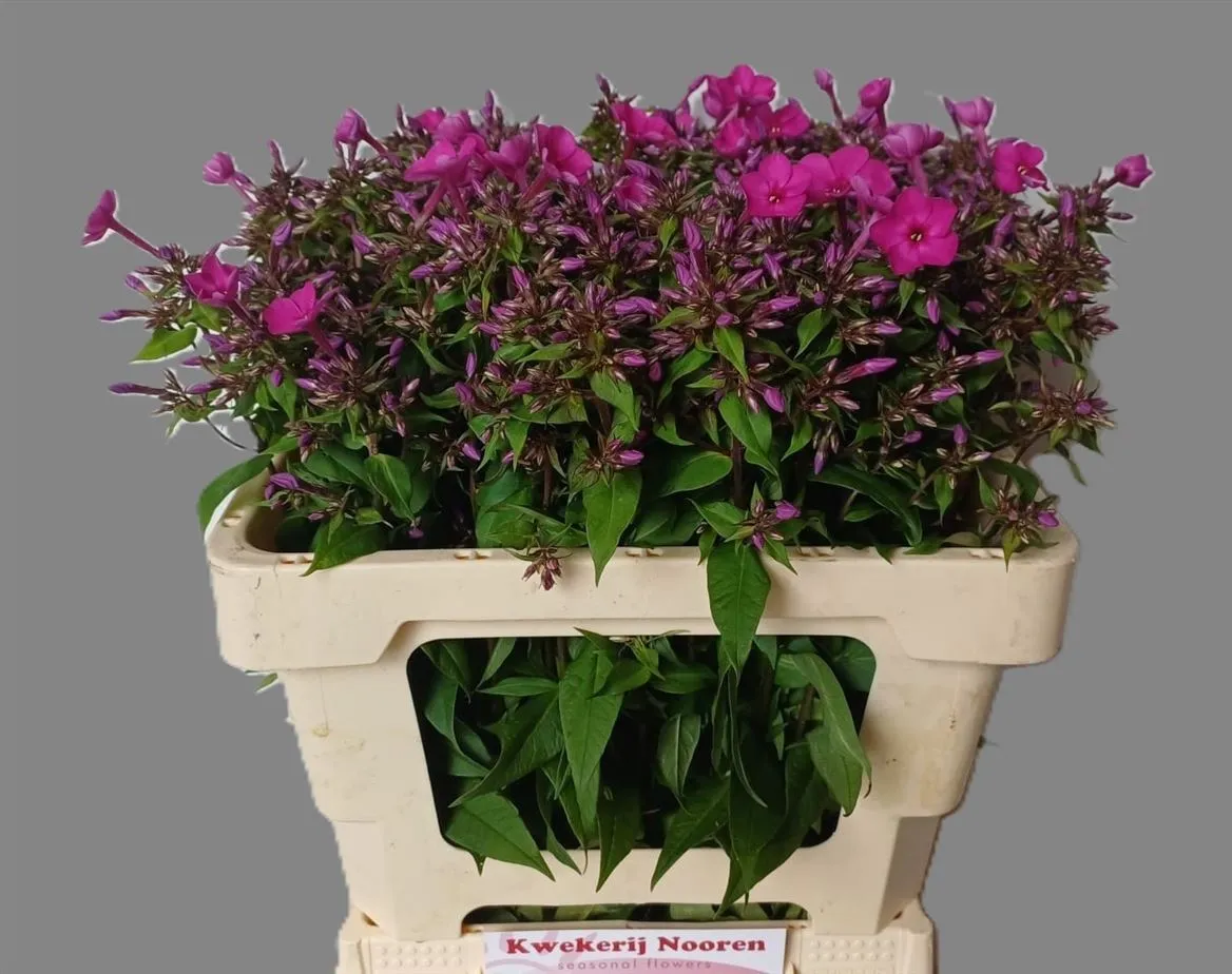 Flox Miss Molly • 55 cm