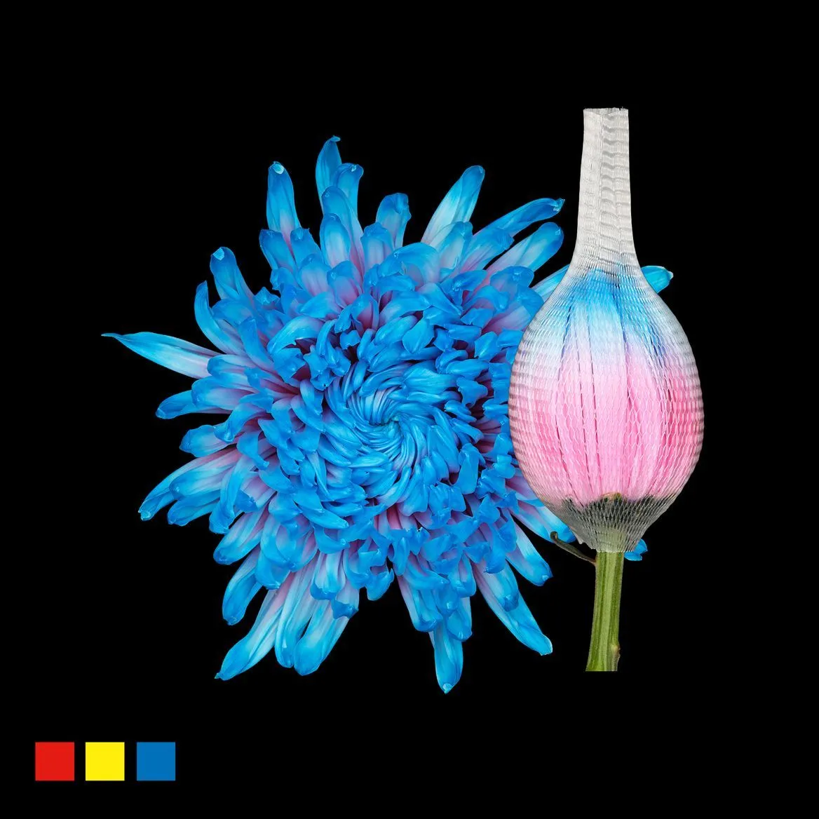 Chryzantéma veľkokvetá Stravina Bubblegum • 70 cm
