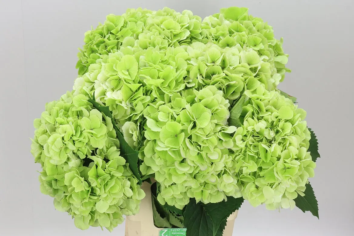 Hyd Verena Green Lime Classic • 65 cm