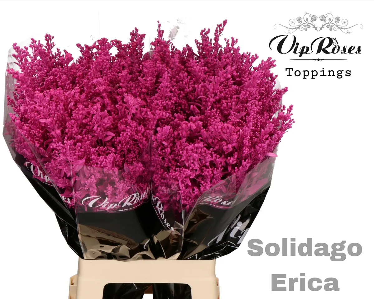 Solidago Erica • 70 cm