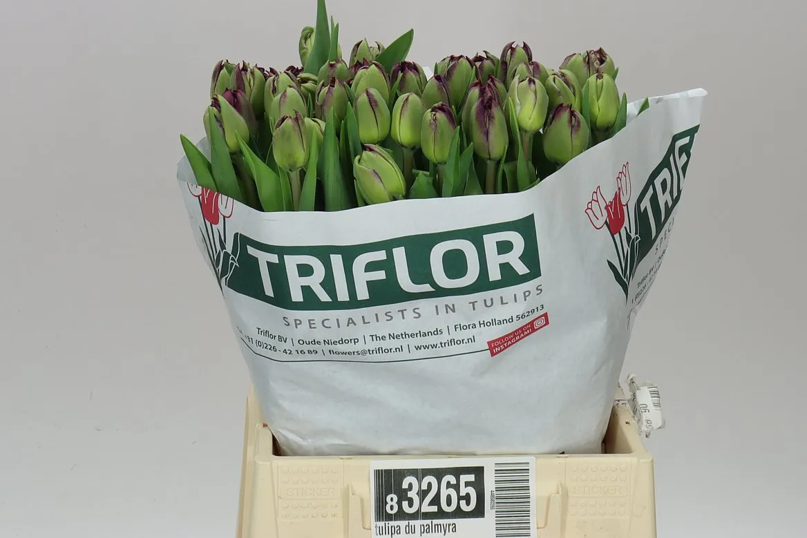 Tulipán plnokvetý Palmyra • 44 cm