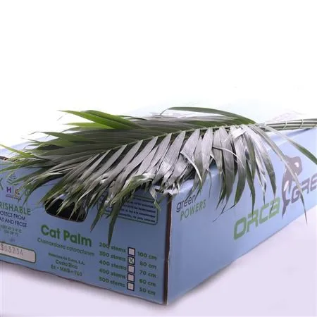 Cat Palm L8 • 80 cm