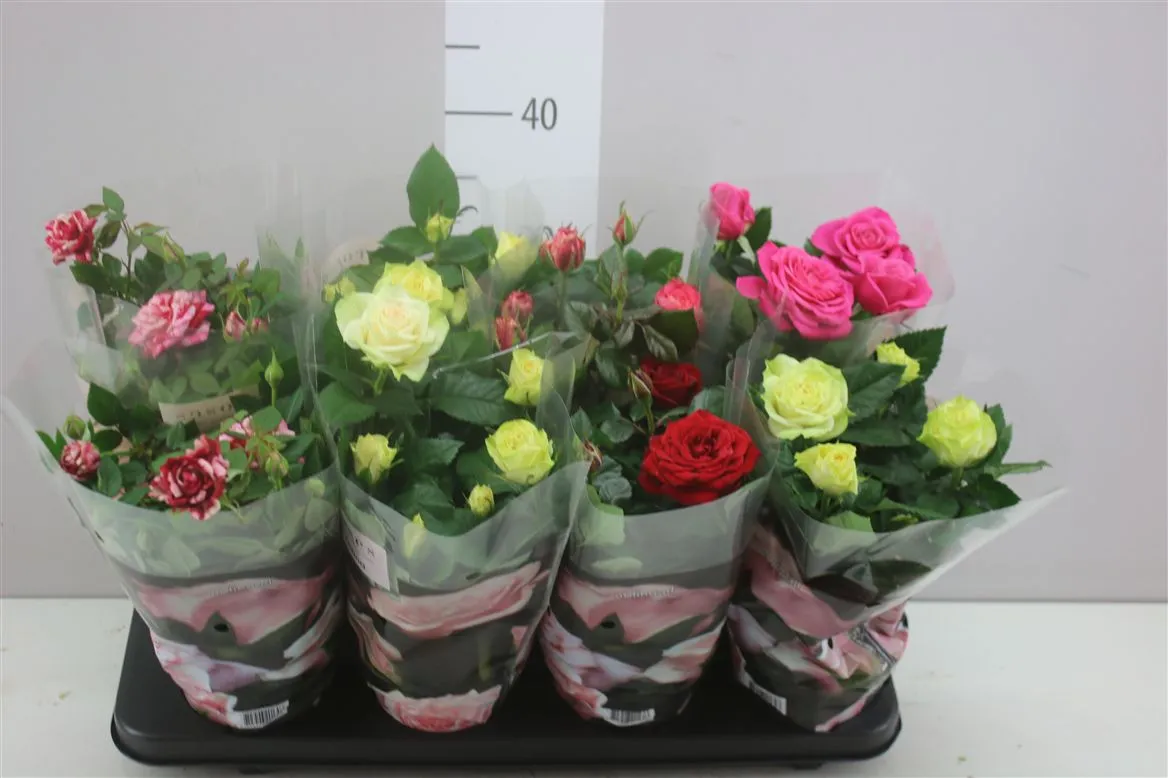 Ruža črepníková Patio mix • črepník 13 cm