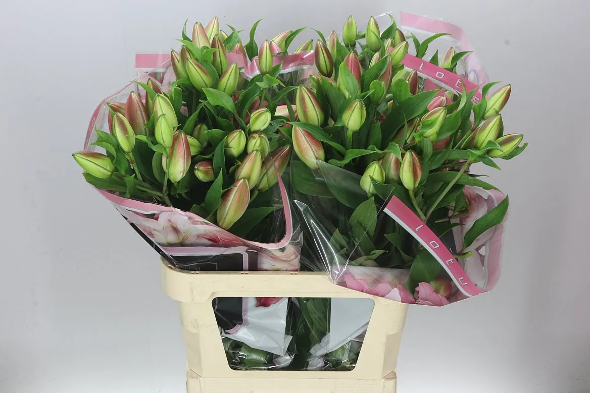 Lil Or Double Diamond • 95 cm