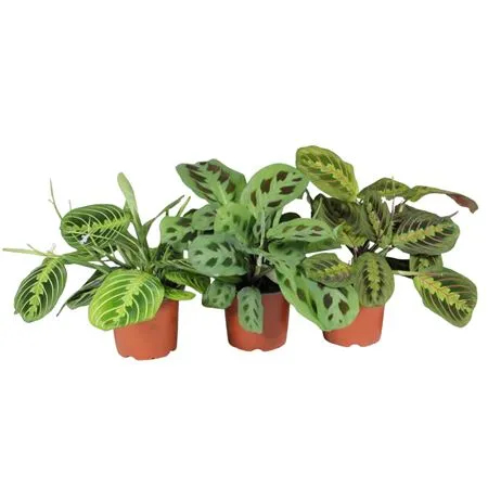 Maranta 'fascinator' Mix 3 Soorten • črepník 12 cm