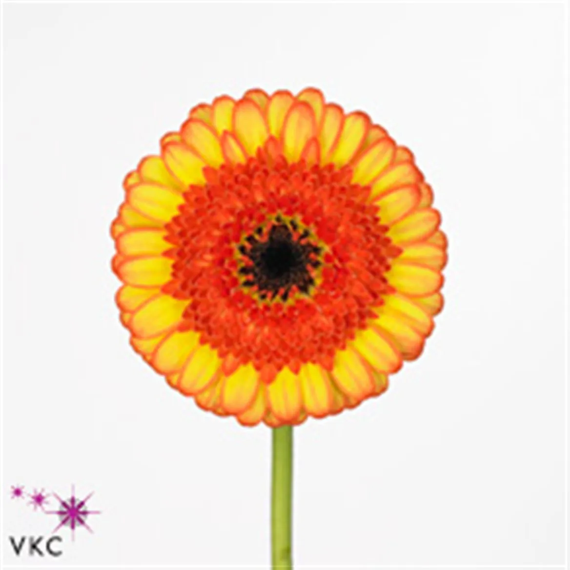 Germini Decora • 45 cm