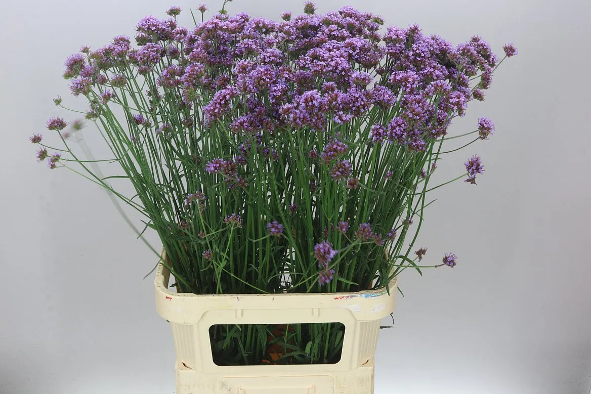 Verbena Has Pink Spires • 90 cm