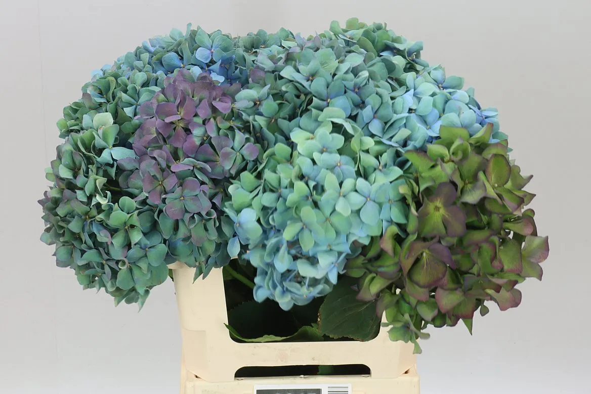 Hortenzia Pimpernel Classic • 60 cm