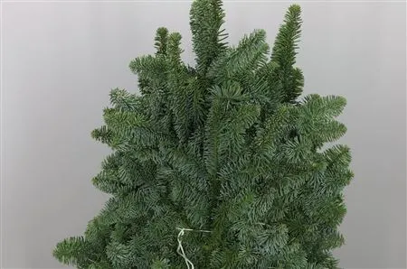 Nobilis