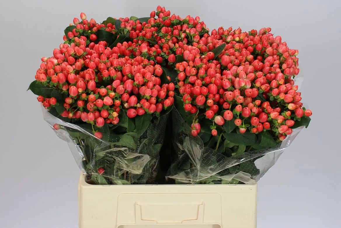 Hyperikum Royal Princess • 60 cm