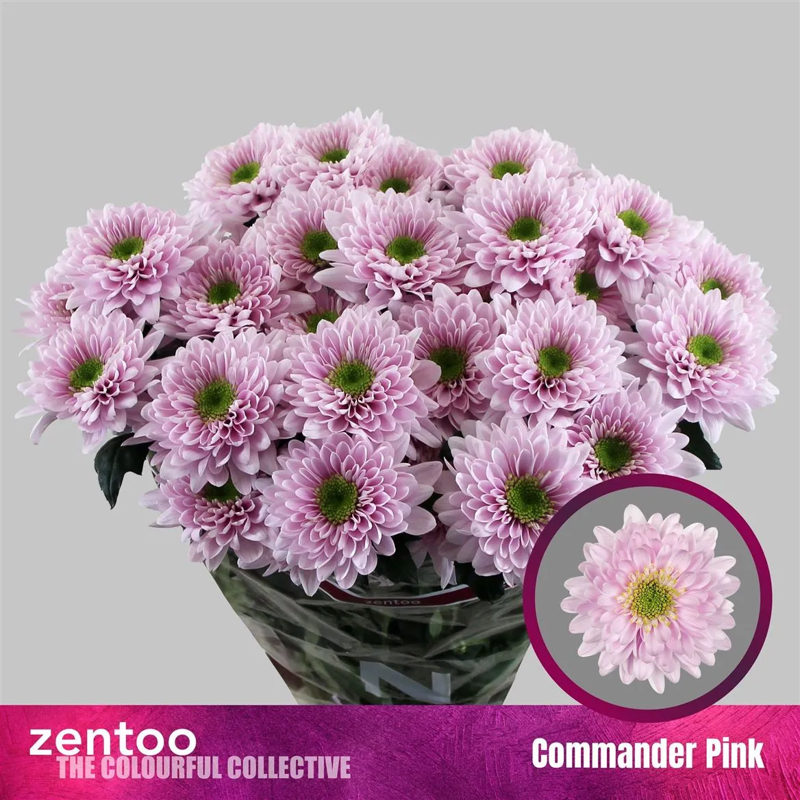 Chryzantéma trsová Commander Pink • 70 cm