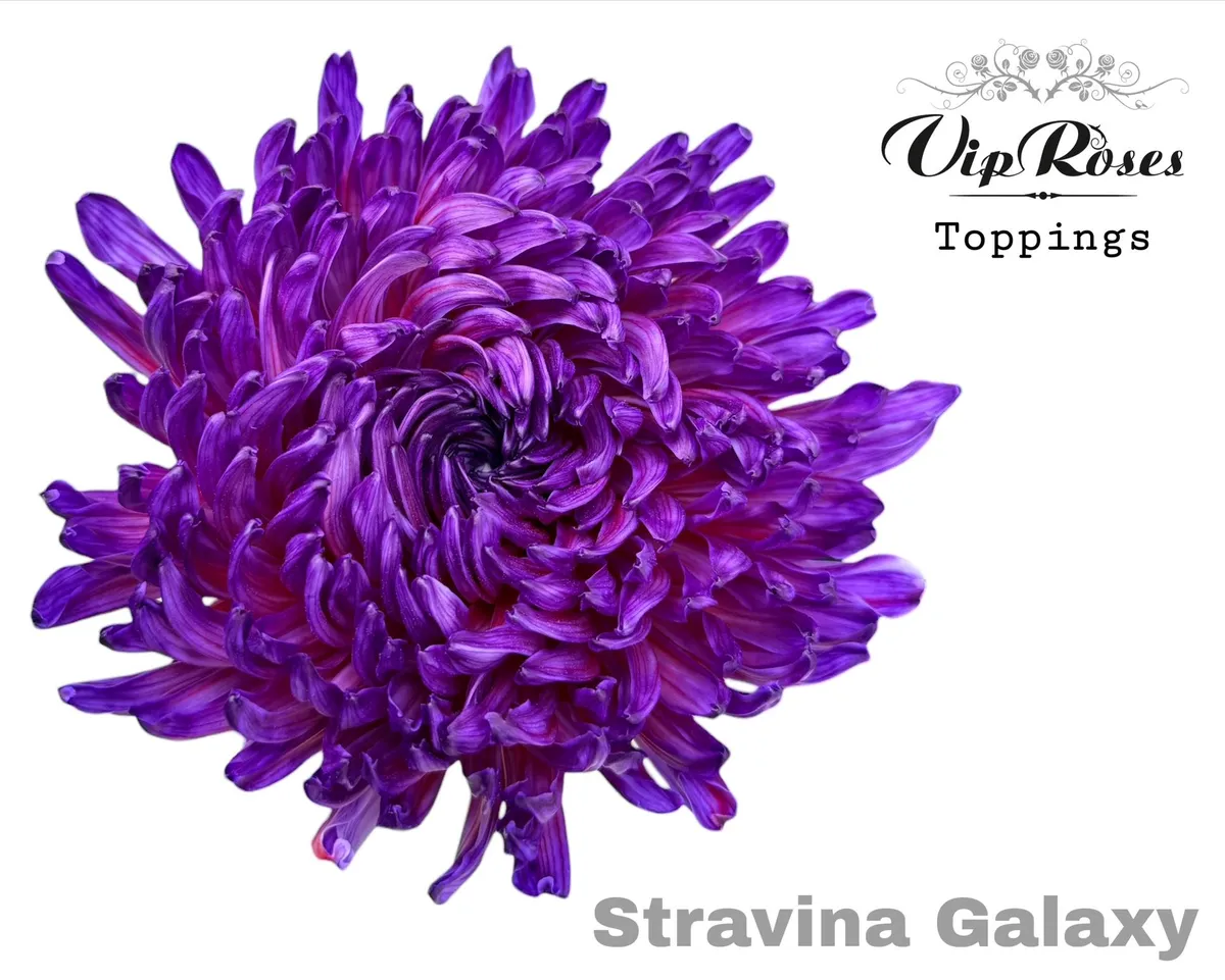 Chryzantéma veľkokvetá Stravina Galaxy • 65 cm
