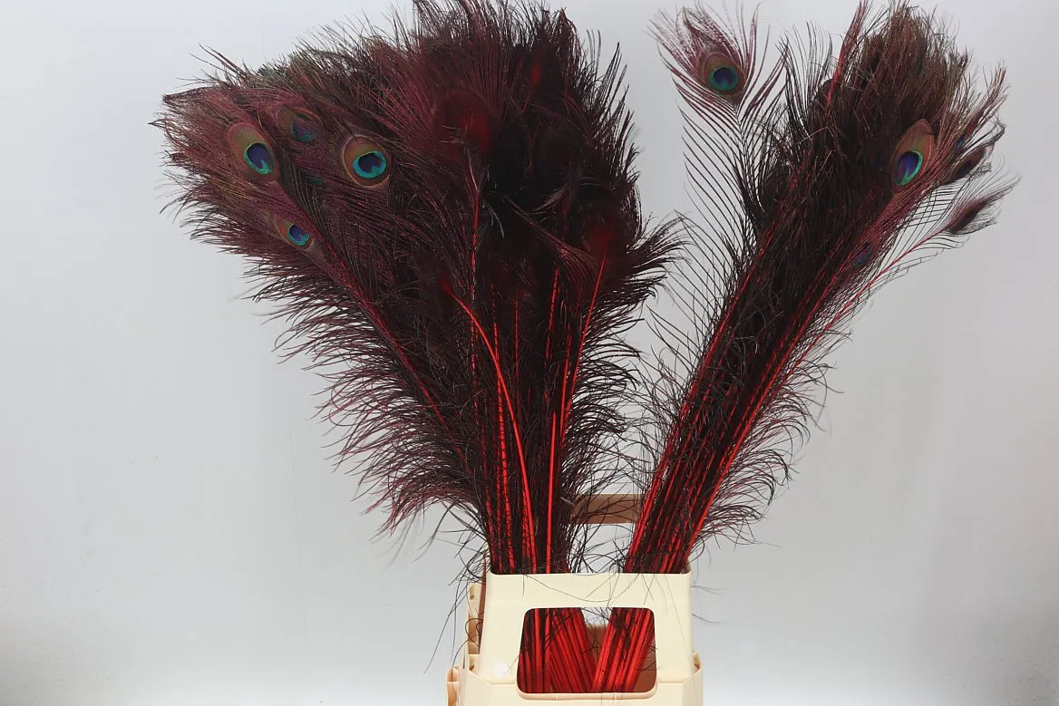 Peacock Feathers Red X50 • 90 cm