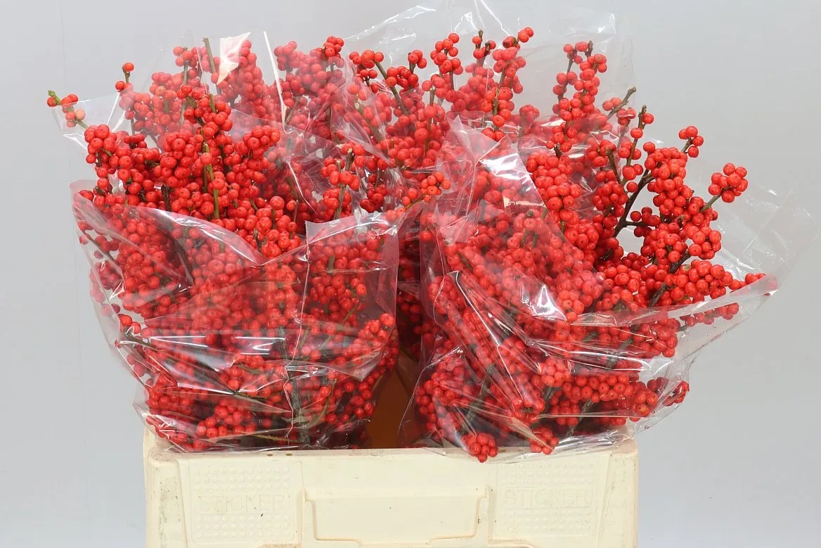 Ilex Verticillata • 60 cm