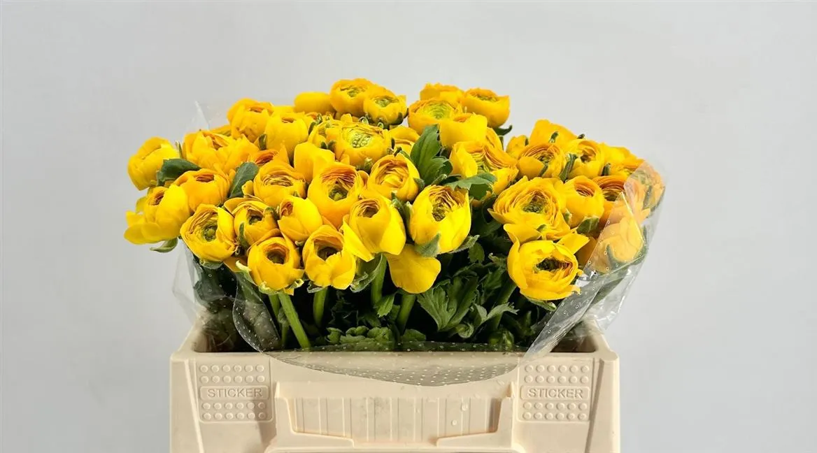 Iskerník Yellow • 35 cm