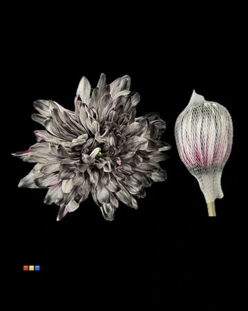 Chryzantéma veľkokvetá Antonov Roulette • 70 cm