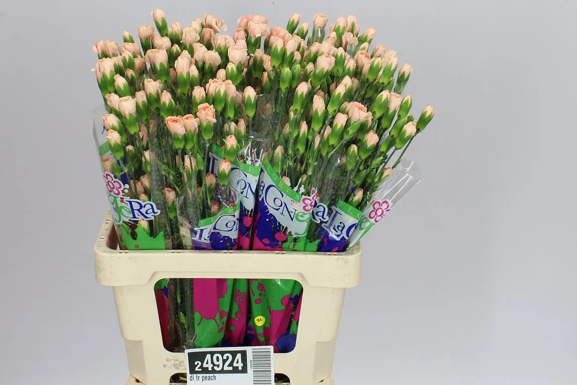 Karafiát trsový Peach • 65 cm